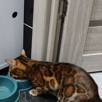 Корм сухой ROYAL CANIN Sterilised 37 400г для стерилизованных кошек: отзыв пользователя. Зоомагазин Зоозавр