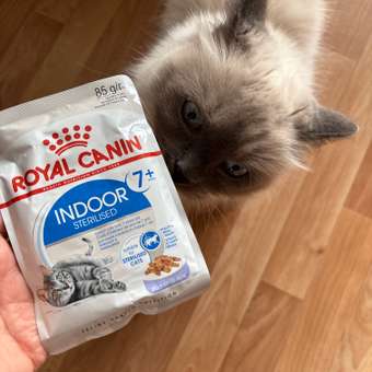 Корм для кошек ROYAL CANIN Indoor 85г для пожилых стерилизованных кошек 7+ желе пауч: отзыв пользователя. Зоомагазин Зоозавр