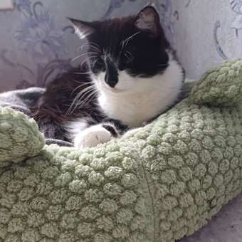 Корм для кошек ROYAL CANIN Ageing 85гр для пожилых 12+ в соусе пауч: отзыв пользователя. Зоомагазин Зоозавр