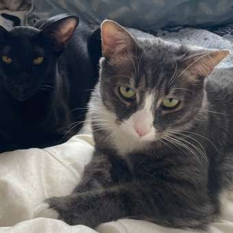 Корм для собак Royal Canin 1.5кг полнорационный для взрослых собак мелких пород для снижения веса: отзыв пользователя. Зоомагазин Зоозавр