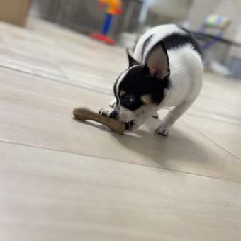 Лакомство для собак Зубочистики мелких пород кальций говядина 2шт: отзыв пользователя. Зоомагазин Зоозавр