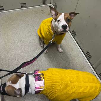 Свитер для собак и кошек Зоозавр: отзыв пользователя. Зоомагазин Зоозавр