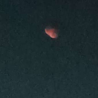 Наполнитель для кошек Сибирская кошка Элита 4л: отзыв пользователя. Зоомагазин Зоозавр