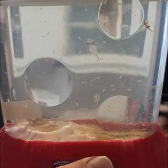 Набор Аквариум Sea-Monkeys Для выращивания ракообразных вида Artemia Salina: отзыв пользователя. Зоомагазин Зоозавр