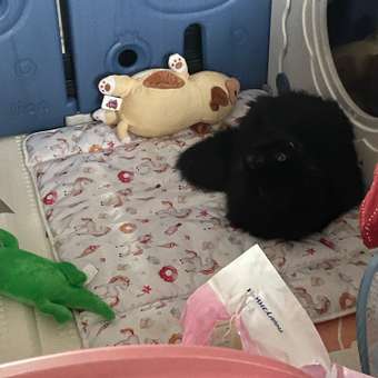 Манеж ширма Babyton Lion Fence: отзыв пользователя Детский Мир