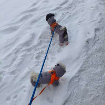 Комбинезон для собак и кошек Зоозавр: отзыв пользователя. Зоомагазин Зоозавр