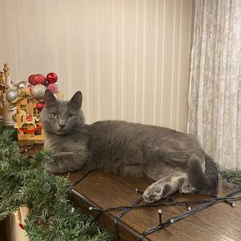 Корм сухой для кошек PRO PLAN VITAL FUNCTIONS 1.5 кг с лососем: отзыв пользователя. Зоомагазин Зоозавр