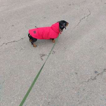 Жилет для собак и кошек Зоозавр: отзыв пользователя. Зоомагазин Зоозавр