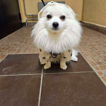 Ветровка для собак Зоозавр: отзыв пользователя. Зоомагазин Зоозавр