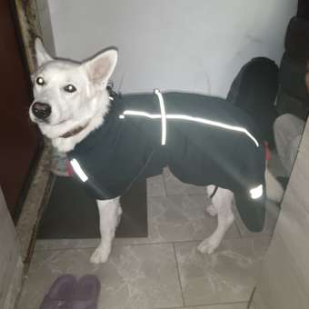 Попона для собак Зоозавр тёмно-синяя 65: отзыв пользователя. Зоомагазин Зоозавр