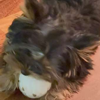 Игрушка для собак Barbaks Мяч-светлячок люминисцентный 6.4см: отзыв пользователя. Зоомагазин Зоозавр