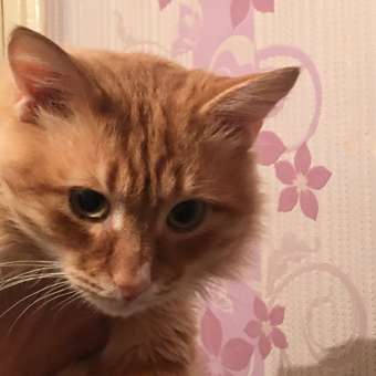 Таблетки от клещей блох и глистов для кошек и собак Inspector Quadro Tabs 8-16кг: отзыв пользователя. Зоомагазин Зоозавр