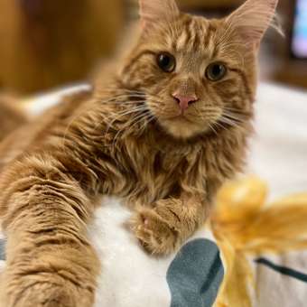 Корм для кошек ROYAL CANIN Мейн кун соус 85г: отзыв пользователя. Зоомагазин Зоозавр