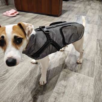 Жилет для собак и кошек Зоозавр: отзыв пользователя. Зоомагазин Зоозавр