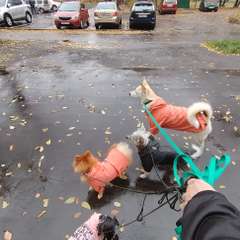 Фото отзыва 10498807