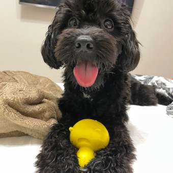 Игрушка для собак Beroma Свинка: отзыв пользователя. Зоомагазин Зоозавр