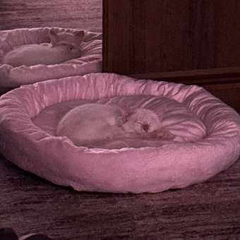 Лежанка для животного с бортиками Barbaks Нежность круглая 60*60*15см: отзыв пользователя. Зоомагазин Зоозавр