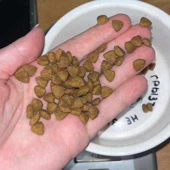 Корм для щенков ROYAL CANIN Gastro Intestinal Junior GIJ29 при нарушениях пищеварения 1кг: отзыв пользователя. Зоомагазин Зоозавр