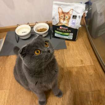 Корм сухой для кошек PRO PLAN RENAL PLUS 1.5 кг с кроликом для стерилизованных: отзыв пользователя. Зоомагазин Зоозавр