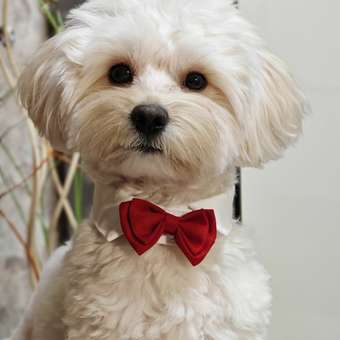 Галстук-бабочка Зоозавр для собак и кошек: отзыв пользователя. Зоомагазин Зоозавр