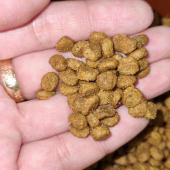 Корм сухой для котят PRO PLAN 3кг с курицей: отзыв пользователя. Зоомагазин Зоозавр