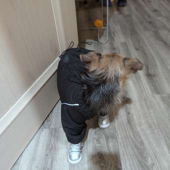 Комбинезон для собак и кошек Зоозавр: отзыв пользователя. Зоомагазин Зоозавр