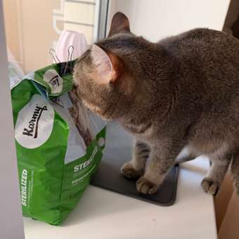 Корм для кошек Karmy 1.5кг Sterilized для стерилизованных лосось: отзыв пользователя. Зоомагазин Зоозавр