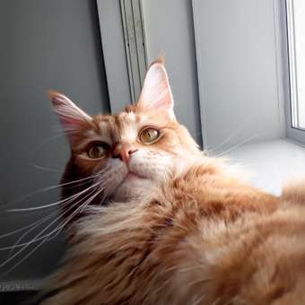 Корм сухой для кошек ROYAL CANIN Maine Coon 4кг породы мейн-кун: отзыв пользователя. Зоомагазин Зоозавр
