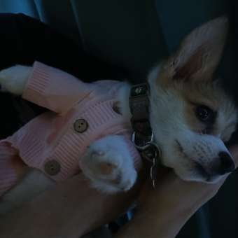 Кардиган для собак Зоозавр: отзыв пользователя. Зоомагазин Зоозавр