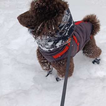 Ботинки для собак Зоозавр 4 шт: отзыв пользователя. Зоомагазин Зоозавр