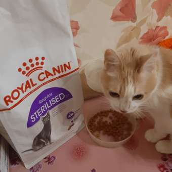 Корм сухой ROYAL CANIN Sterilised 37 2кг для стерилизованных кошек: отзыв пользователя. Зоомагазин Зоозавр