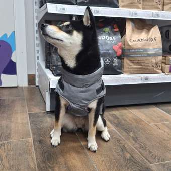 Жилет для собак и кошек Зоозавр: отзыв пользователя. Зоомагазин Зоозавр