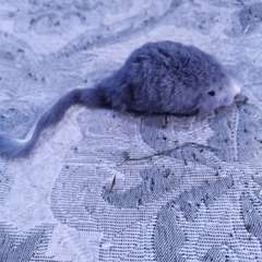 Фото отзыва 10974478