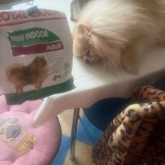 Корм для собак ROYAL CANIN малых пород живущих преимущественно в домашних условиях 500г: отзыв пользователя. Зоомагазин Зоозавр