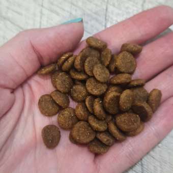 Корм для кошек Brit 8кг Premium Cat Sterilized Chicken для стерилизованных с курицей сухой: отзыв пользователя. Зоомагазин Зоозавр