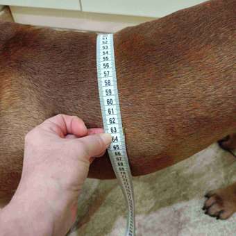 Худи для собак Rain Dog: отзыв пользователя. Зоомагазин Зоозавр