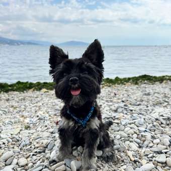 Корм для собак ROYAL CANIN породы йоркширский терьер 1.5кг: отзыв пользователя. Зоомагазин Зоозавр