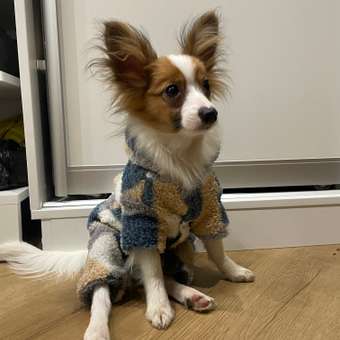 Комбинезон для собак PIFPAF DOG: отзыв пользователя. Зоомагазин Зоозавр