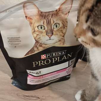 Корм сухой для кошек PRO PLAN 400г с ягненком с чувствительным пищеварением: отзыв пользователя. Зоомагазин Зоозавр