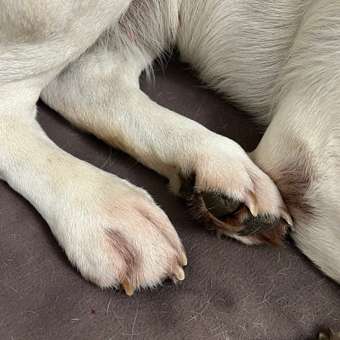 Корм для собак ROYAL CANIN Hypoallergenic DR21 с пищевой аллергией 7кг: отзыв пользователя. Зоомагазин Зоозавр