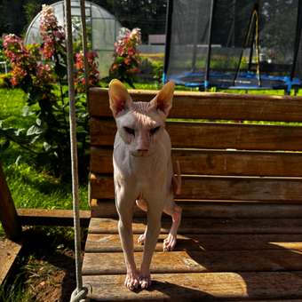 Корм для кошек ROYAL CANIN Hypoallergenic при пищевой аллергии 2кг: отзыв пользователя. Зоомагазин Зоозавр
