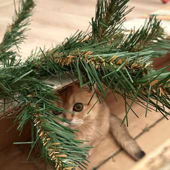 Корм влажный для котят ROYAL CANIN Kitten Instictive 85г желе пауч 77850: отзыв пользователя. Зоомагазин Зоозавр