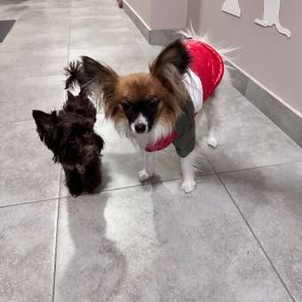 Куртка для собак PIFPAF DOG: отзыв пользователя. Зоомагазин Зоозавр