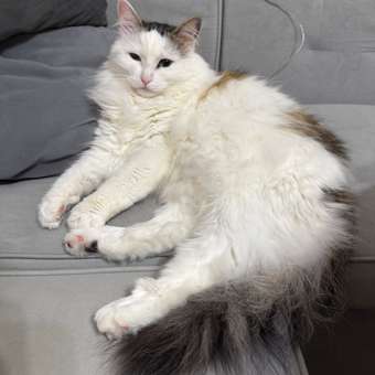 Корм для кошек GRANDORF FRESH Fresh Cat Sterilised Salmon/Sweet Potato 2кг свежее филе лосося с бататом для стерил-ых беззерн с жив пр: отзыв пользователя. Зоомагазин Зоозавр
