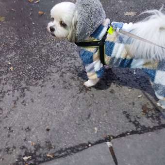 Комбинезон для собак PIFPAF DOG: отзыв пользователя. Зоомагазин Зоозавр