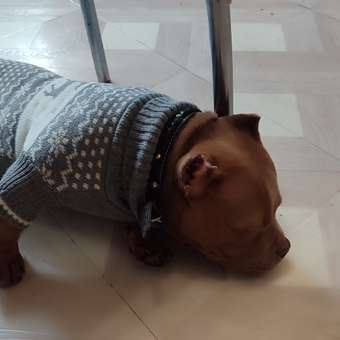 Джемпер для собак и кошек Зоозавр: отзыв пользователя. Зоомагазин Зоозавр