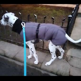 Жилет для собак и кошек Зоозавр: отзыв пользователя. Зоомагазин Зоозавр