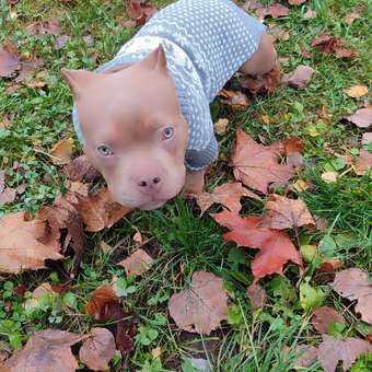 Джемпер для собак и кошек Зоозавр: отзыв пользователя. Зоомагазин Зоозавр