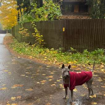 Толстовка для собак и кошек Зоозавр: отзыв пользователя. Зоомагазин Зоозавр