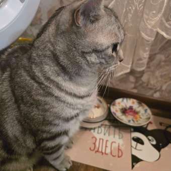 Корм сухой для кошек ROYAL CANIN Fit 32 400г: отзыв пользователя. Зоомагазин Зоозавр